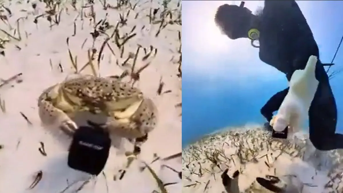 the-vlogging-crab-snatches-camera-and-records-unexpected-ocean-adventure-in-viral-video-watch