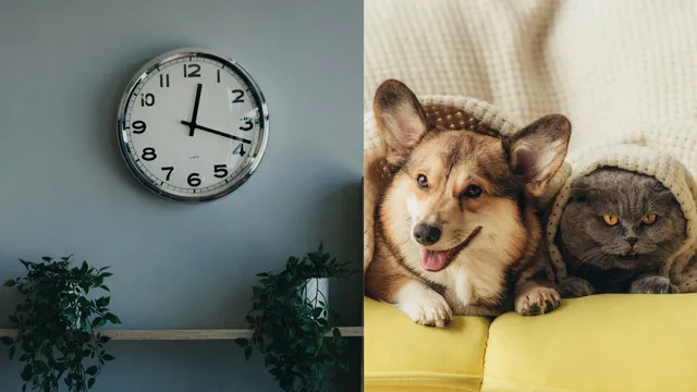 5-housewarming-gifts-you-should-absolutely-avoid-giving-clocks-pets-and-more