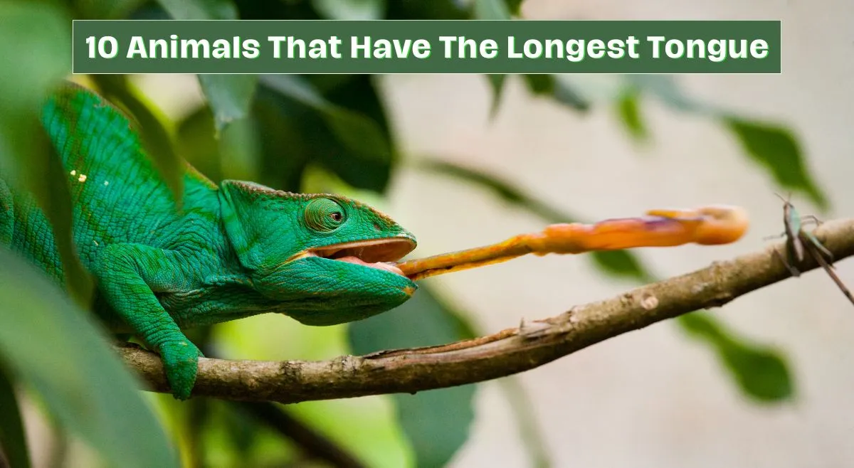 list-of-10-animals-that-have-the-longest-tongue