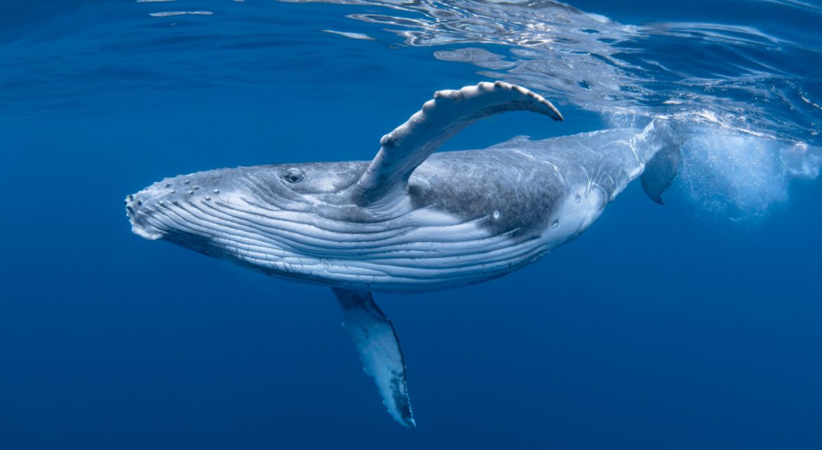 Blue Whale tongue