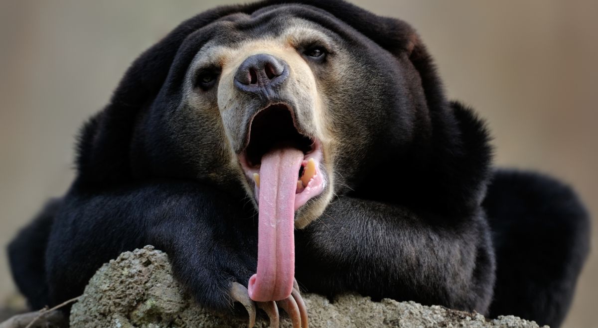 Sun Bear tongue