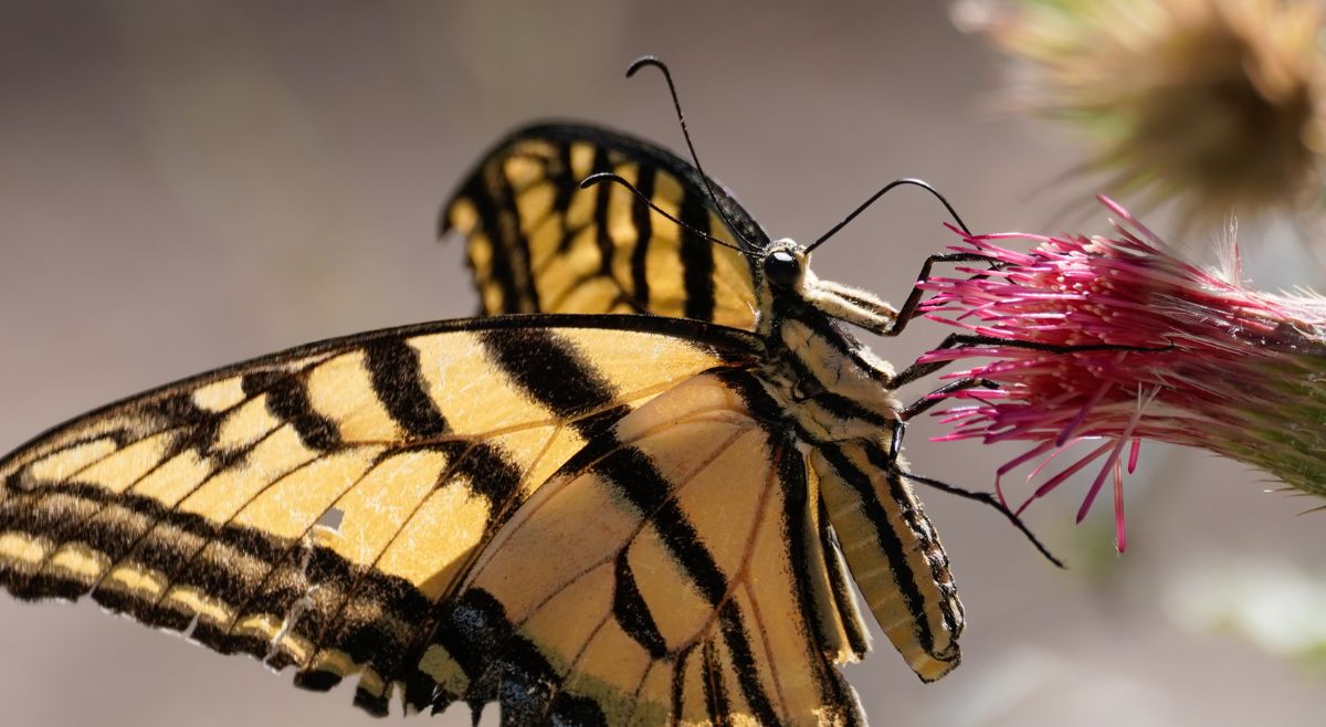 Swallowtail Butterfly tongue