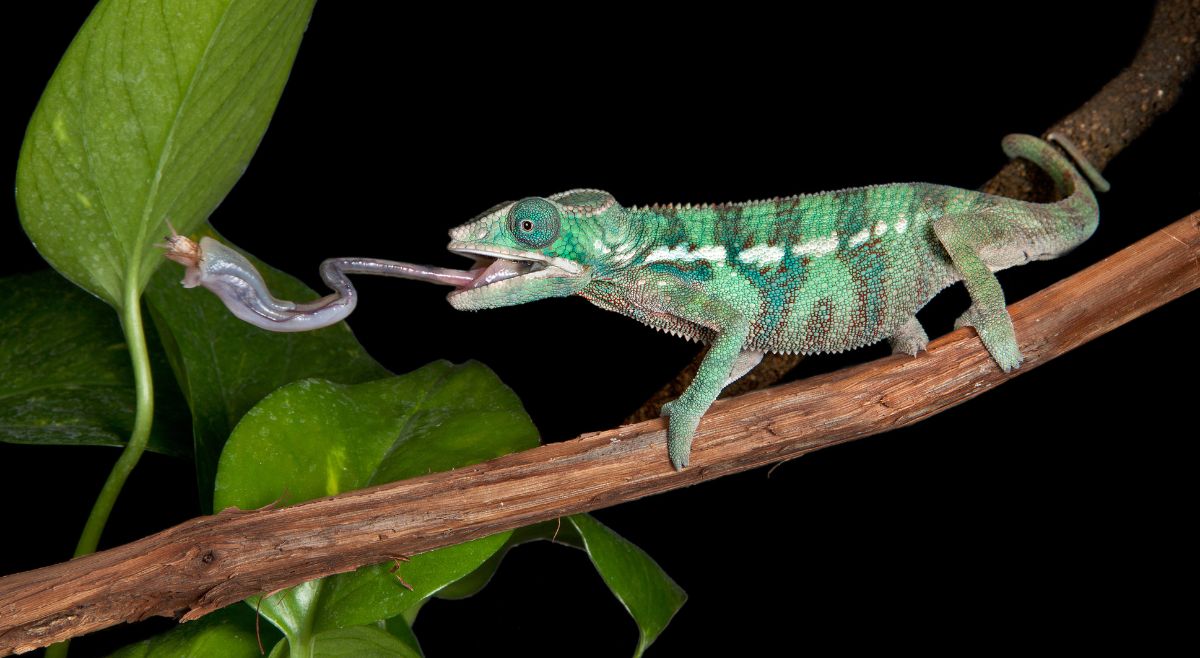 chameleon tongue