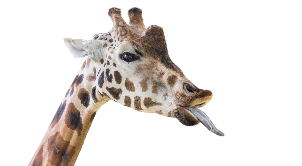 girrafe