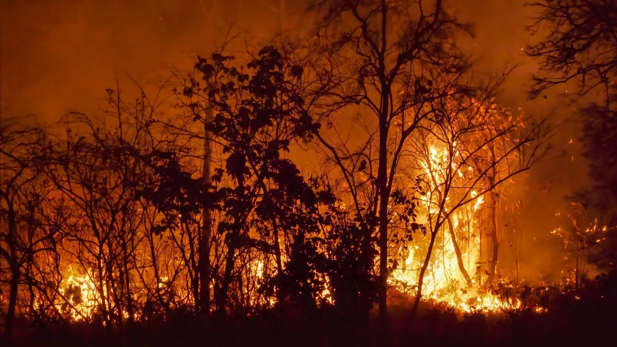 new-jersey-wildfire-natural-and-human-factors-that-cause-forest-fires