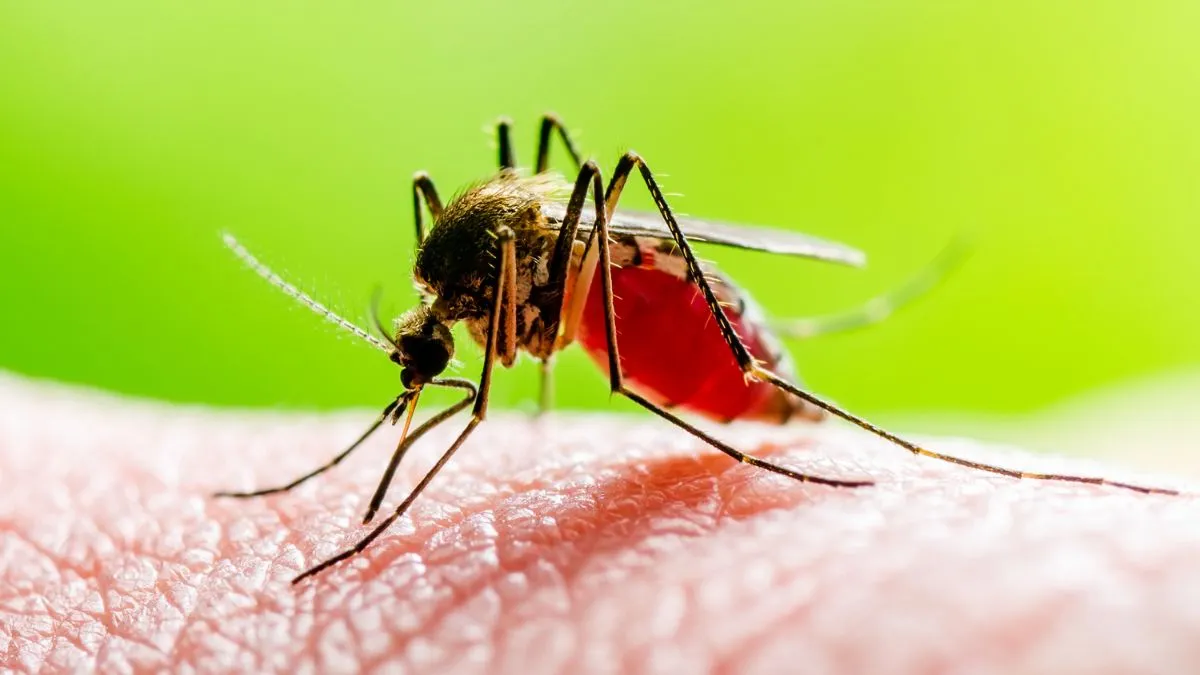 what-causes-malaria-in-summer-doctor-explains-major-risk-factors