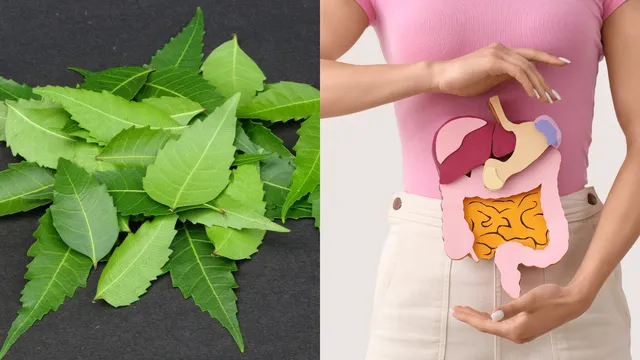 5-healing-leaves-for-everyday-ailments-know-their-proven-benefits