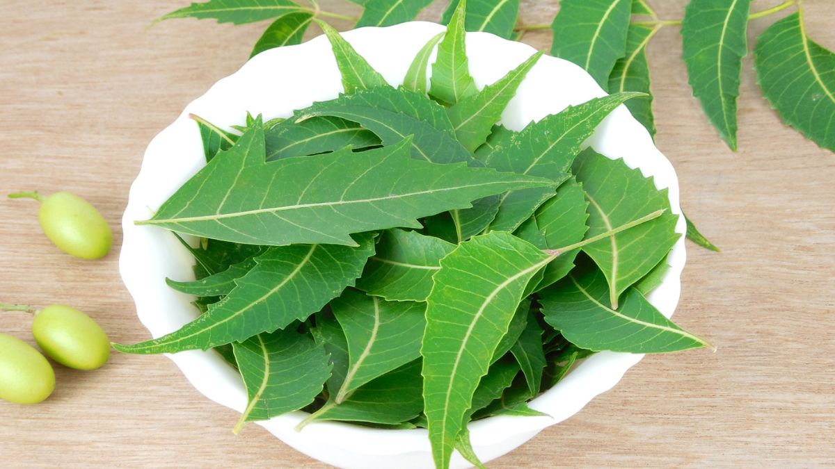 neem leaves