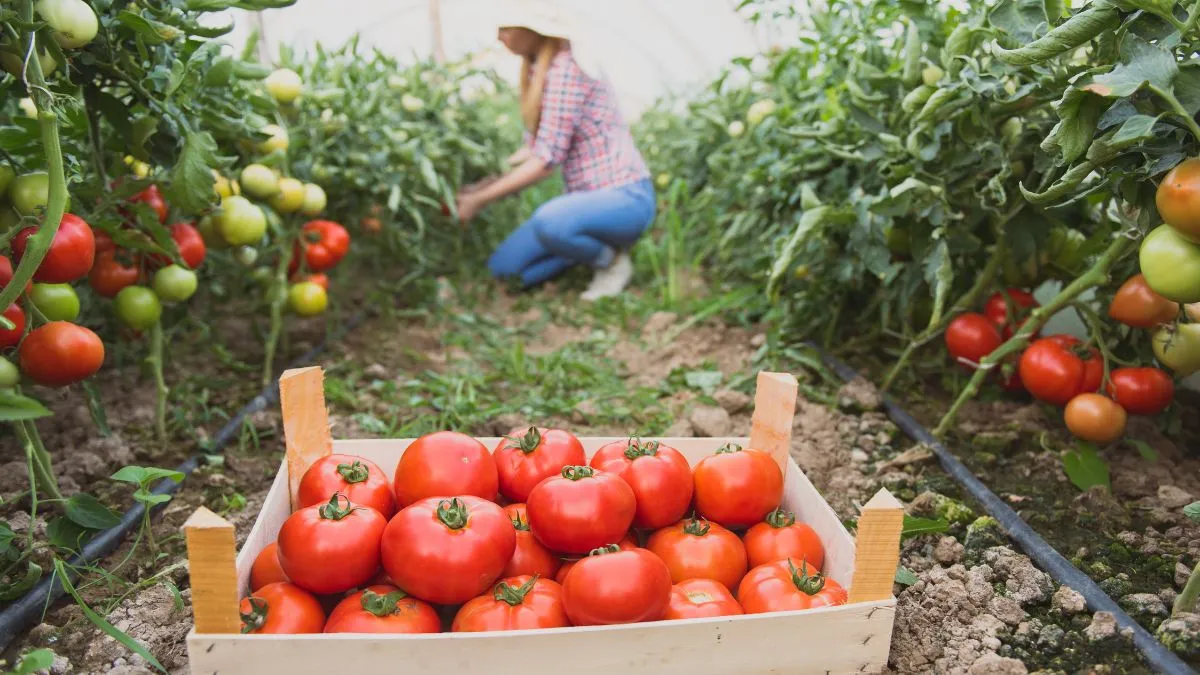 gardening-in-summer-6-top-vegetables-to-plant-in-your-kitchen-garden-this-season