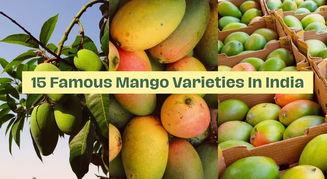 15-famous-mango-varieties-in-india-and-easy-ways-to-identify-them-dasheri-langra-hapus-and-more