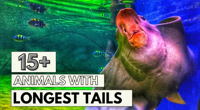 which-is-the-animal-with-longest-tail-list-of-animals-with-the-longest-tails