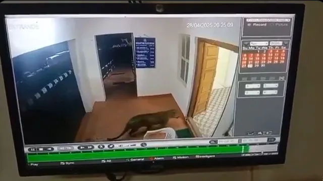 leopard-casually-enters-tamil-nadu-police-station-viral-video-leaves-internet-stunned