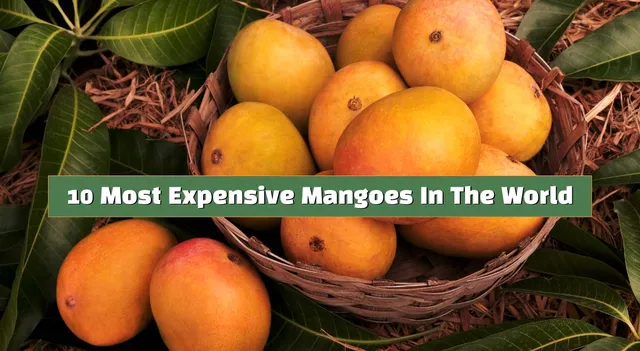 most-expensive-mangoes-in-india-this-variety-costs-up-to-rs-3-lakh-per-kg
