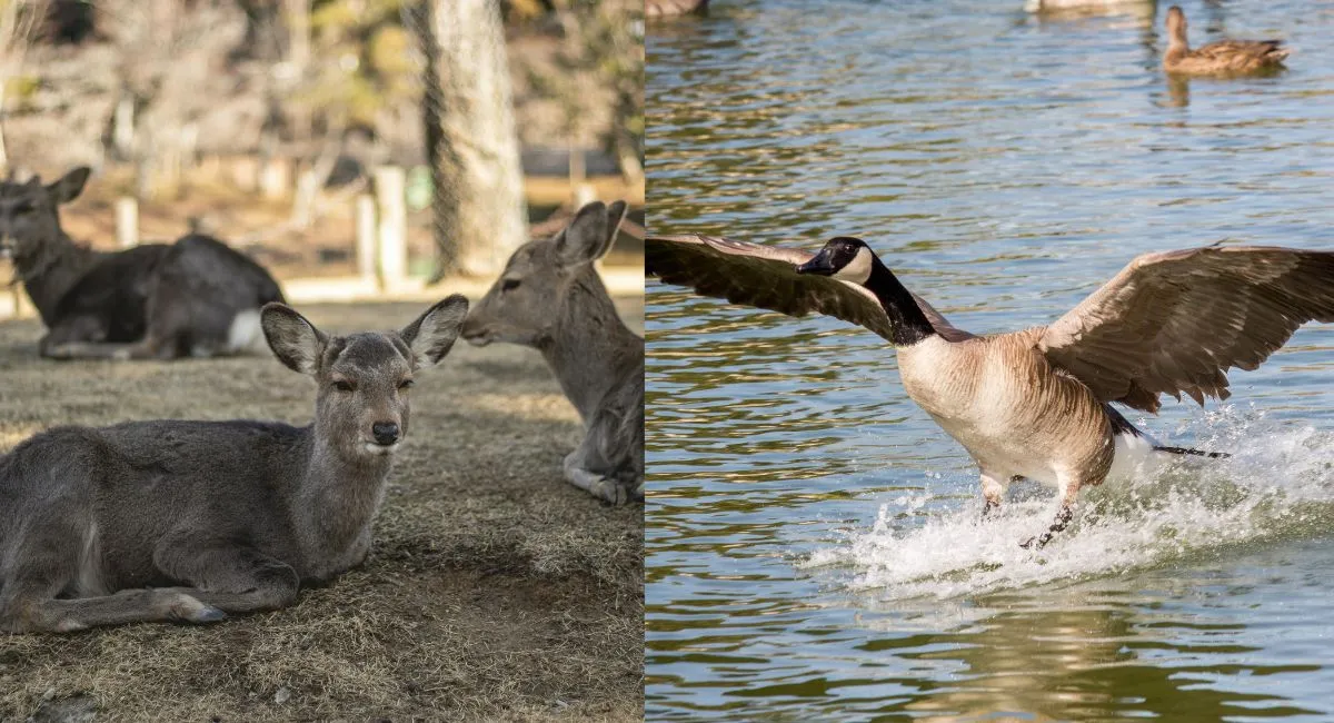 noida-to-get-mini-zoo-soon-night-safaris-deer-park-and-aquatic-birds-likely-among-key-attractions