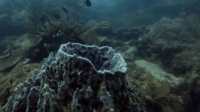 pacific-oceans-most-active-underwater-volcano-may-soon-erupt-heres-what-scientists-are-sayi