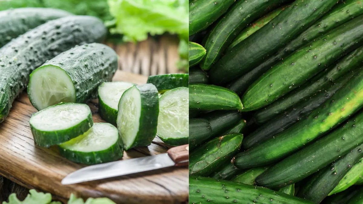 kheera-vs-kakdi-which-superfood-is-healthier-and-hydrating-in-summer-season