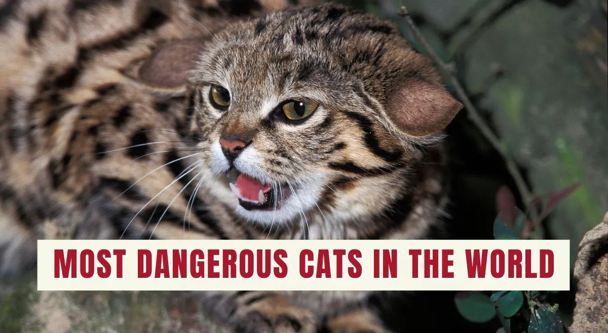 most-dangerous-cats-in-the-world