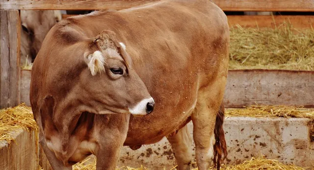 up-to-promote-cow-dung-based-paint-in-govt-buildings-focus-on-self-reliant-cow-shelters-details