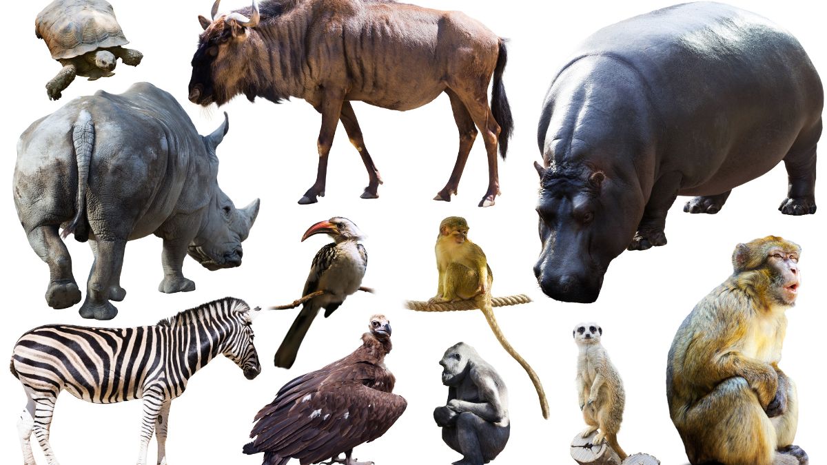 surprising facts about animals