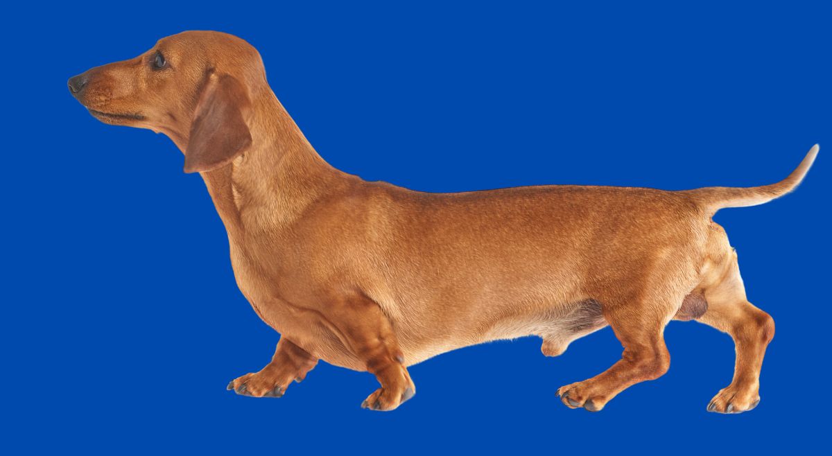 Dachshund
