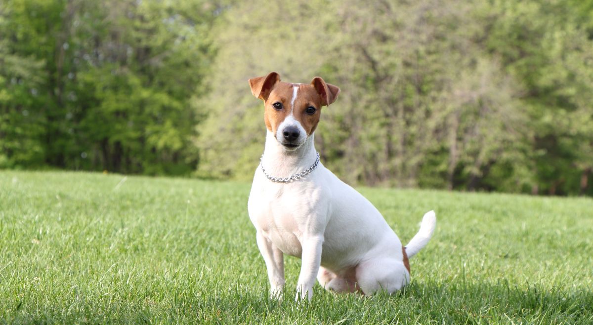 Jack Russel