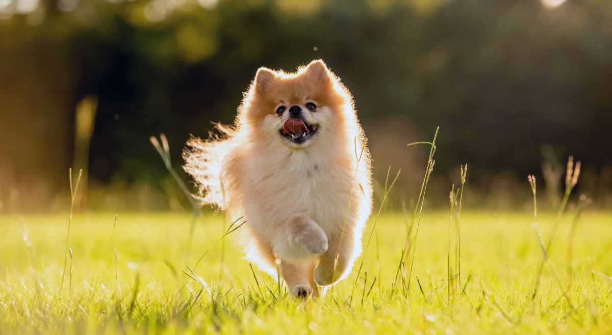Pomeranian