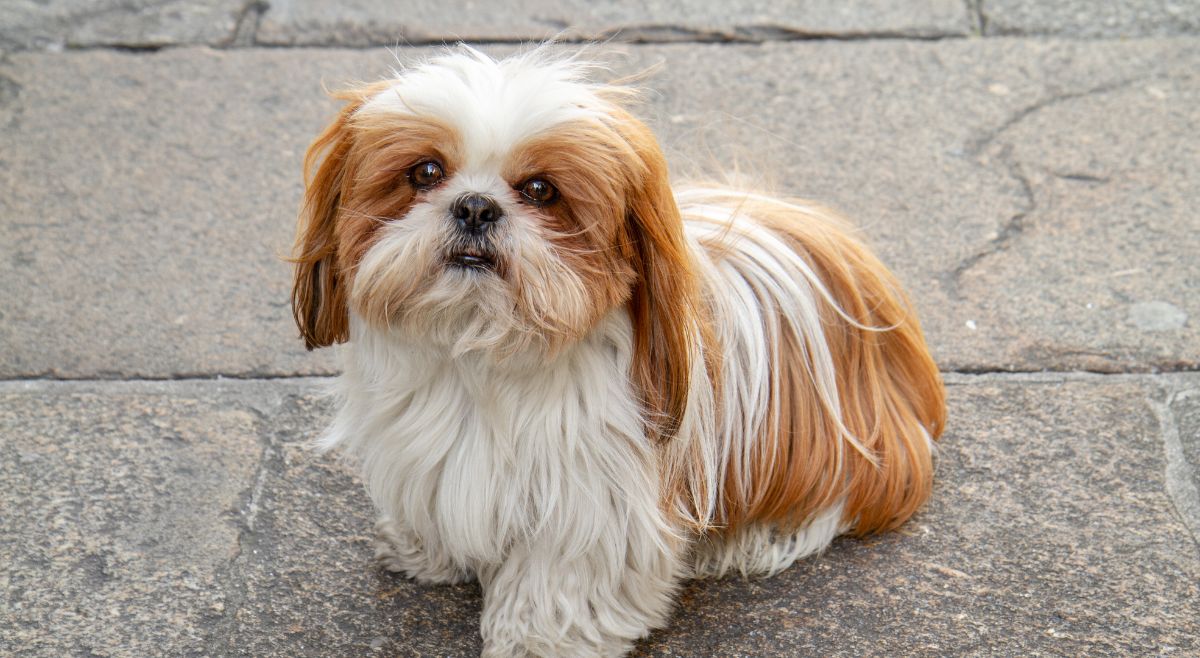 Shih Tzu