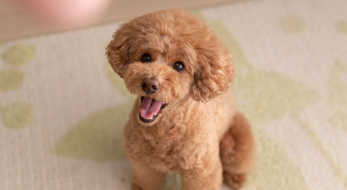 Toy Poodle
