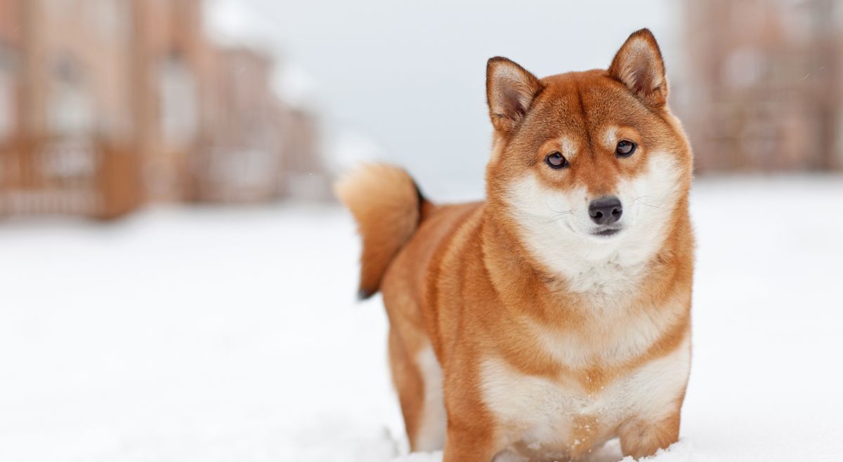 shiba inu