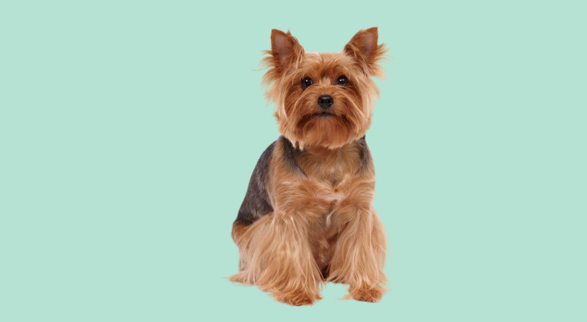 yorkshire terrier