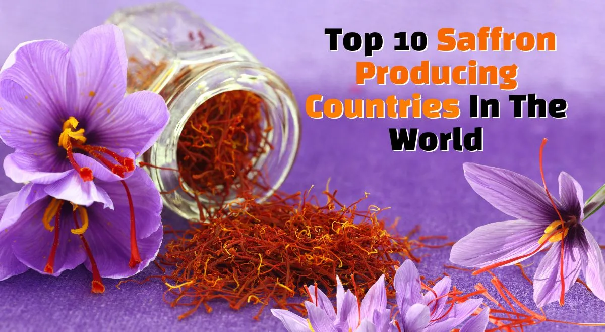 why-is-kesar-expensive-in-india-top-10-saffron-producing-countries-in-the-world