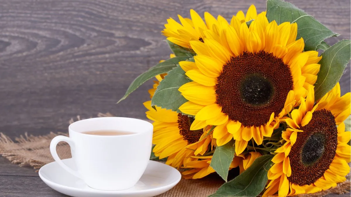 4-remarkable-health-benefits-of-consuming-sunflower-tea-every-morning