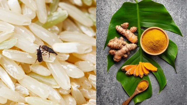 how-to-protect-rice-from-pests-5-natural-storage-hacks-you-need-to-know-haldi-neem-and-others