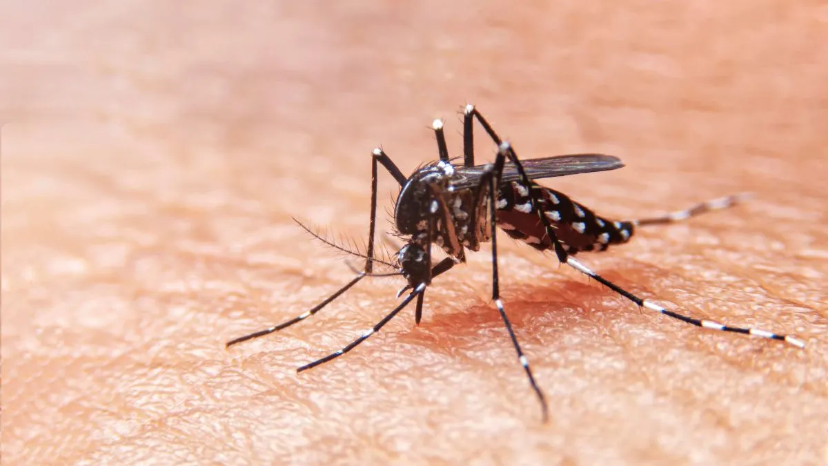 doctor-recommends-essential-measures-to-stay-safe-from-dengue