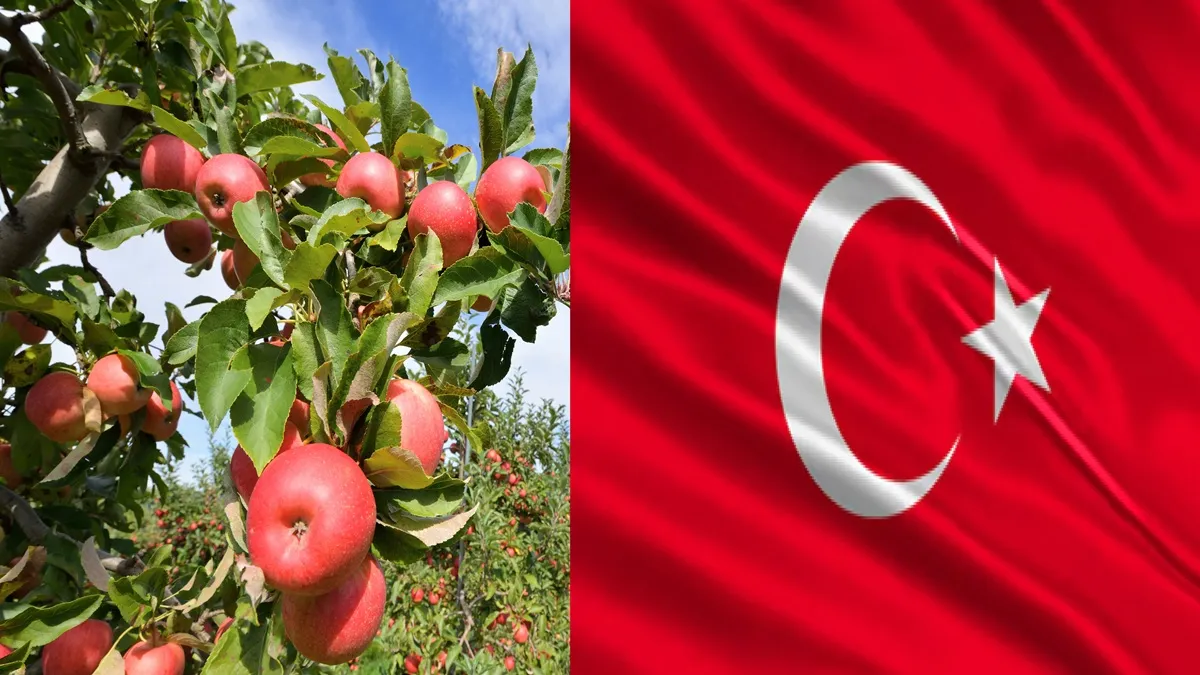 india-pakistan-tensions-congress-leader-kuldeep-singh-rathore-demands-ban-on-import-of-turkish-apples