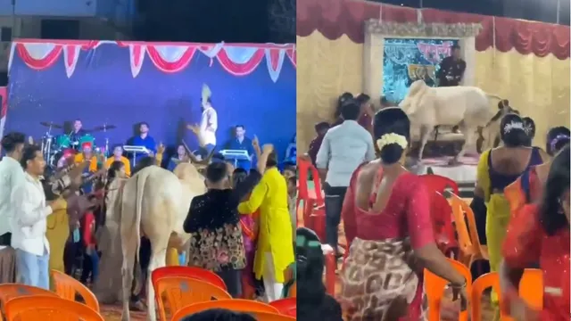 desi-family-festive-celebration-turns-into-chaos-as-bull-crashes-party-viral-video-shocks-the-internet
