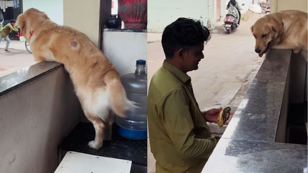 golden-retriever-adorable-morning-routine-with-fruit-vendor-melts-hearts-online-netizens-call-him-cute-little-fruit-tax-collector
