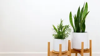 4 Reasons Why You Must Keep Snake Plants In Your Bedroom