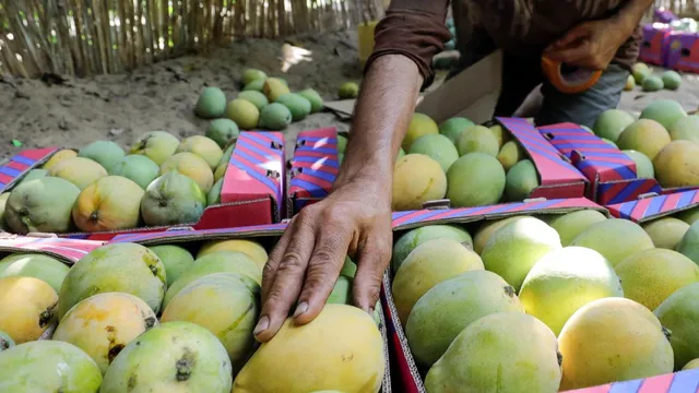 us-rejects-15-mango-shipments-from-india-exporters-suffer-rs-42-crore-loss-heres-why