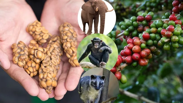 list-of-weirdest-sources-of-coffee-around-the-world-animal-poop-coffee-to-monkey-spit-and-more