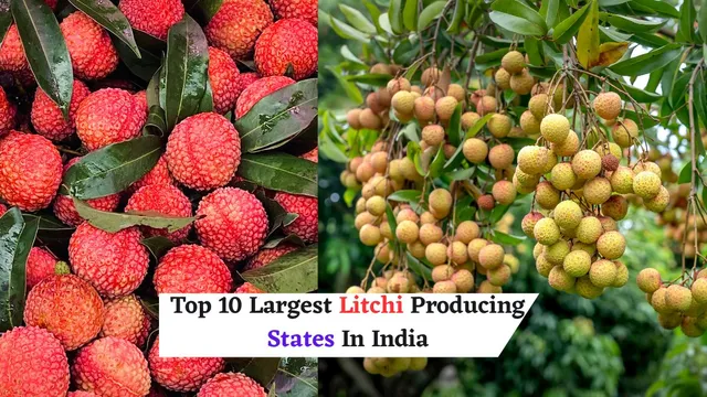 list-of-10-largest-litchi-producing-states-in-india-check-which-state-leads