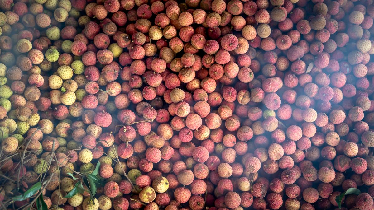 top 10 largest litchi producing states in india (1)