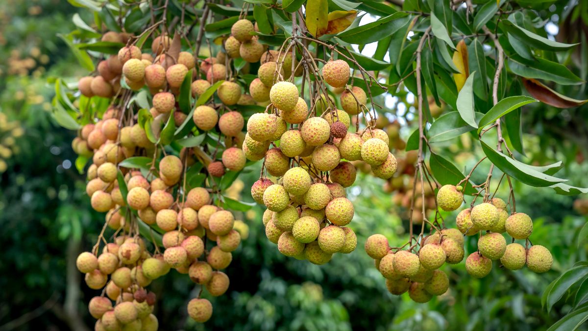 top 10 largest litchi producing states in india (1)
