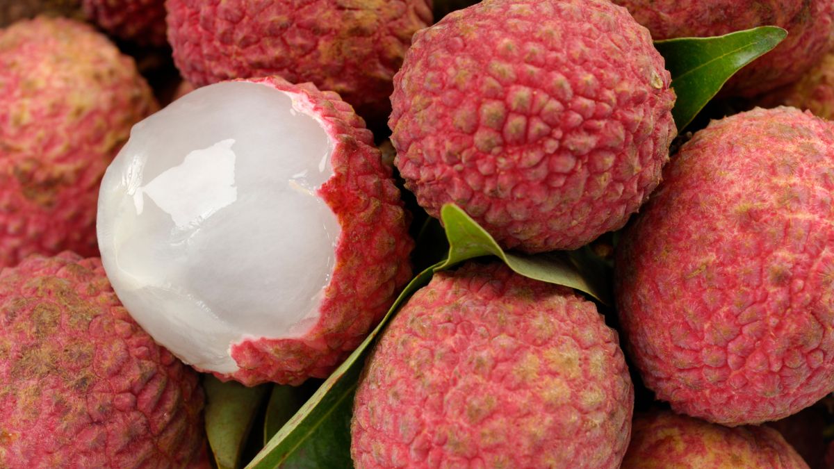 top 10 largest litchi producing states in india (3)