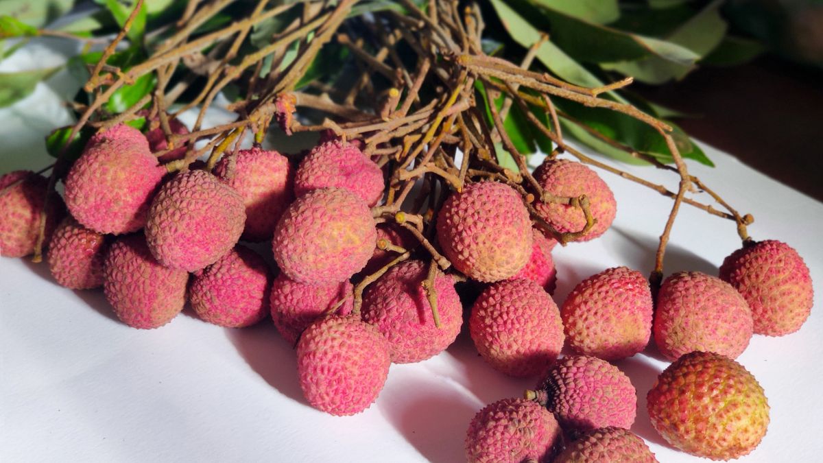 top 10 largest litchi producing states in india (4)