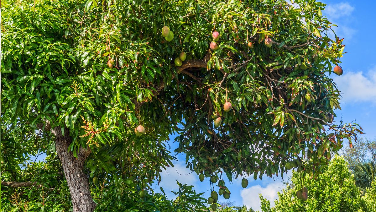 top 10 mango producing countries in the world  (2)