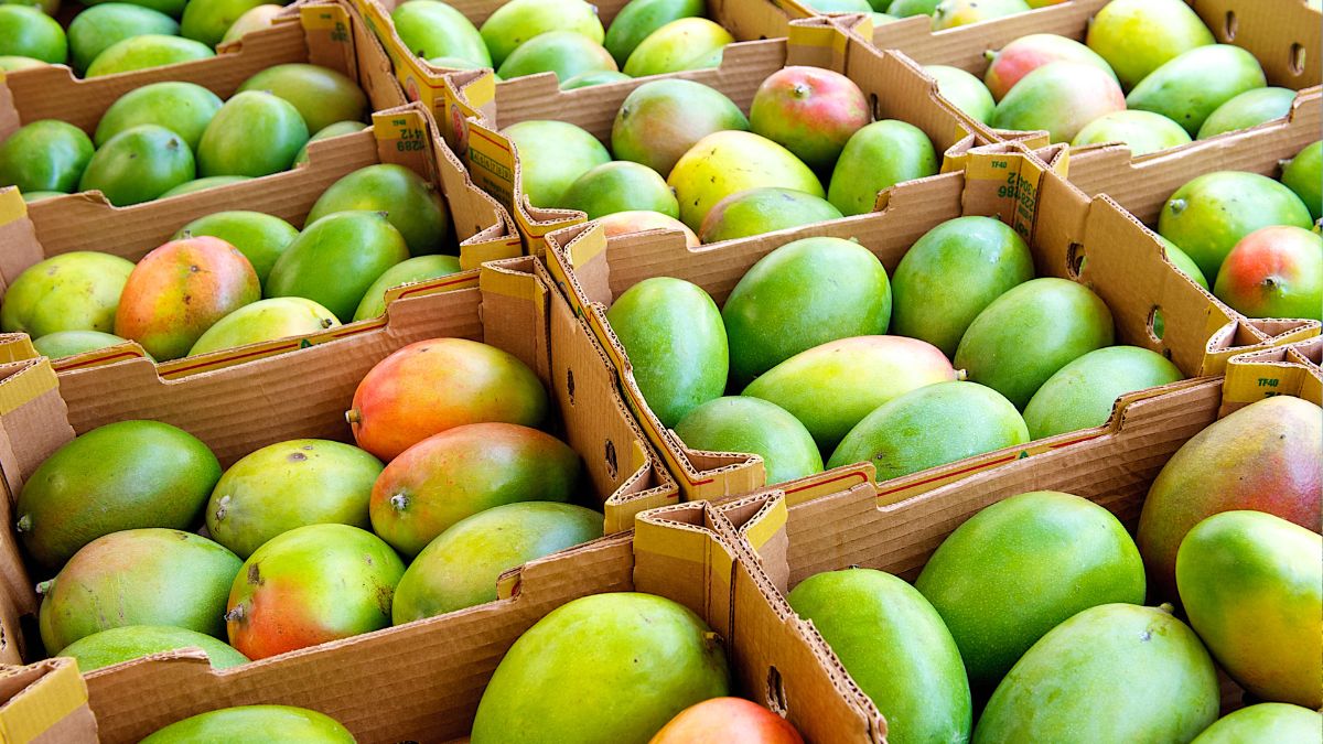 top 10 mango producing countries in the world  (3)
