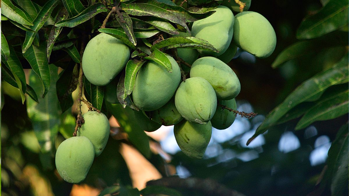 top 10 mango producing countries in the world  (4)