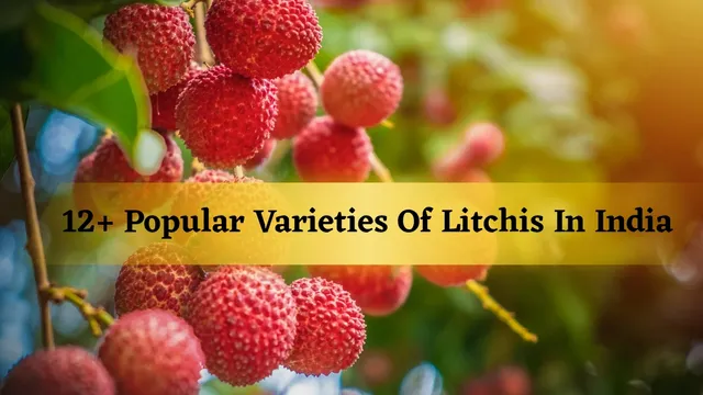 list-of-popular-varieties-of-litchi-found-in-india-shahi-litchi-to-seedless-know-their-origin-quality-market-price-and-more
