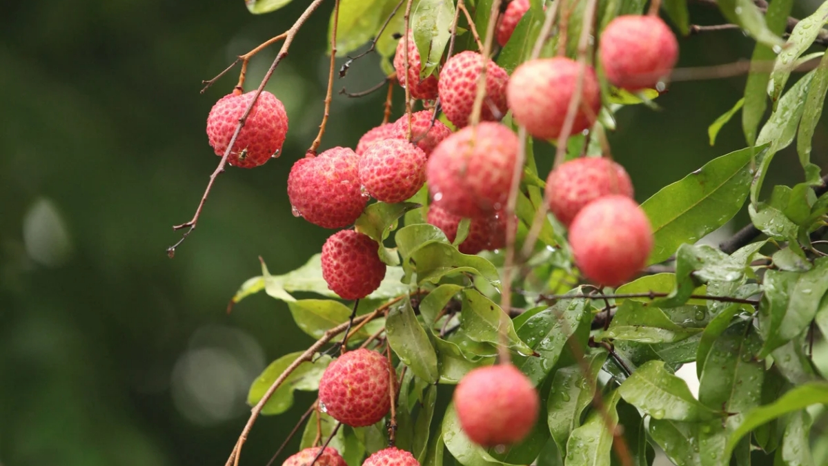 litchi types in india